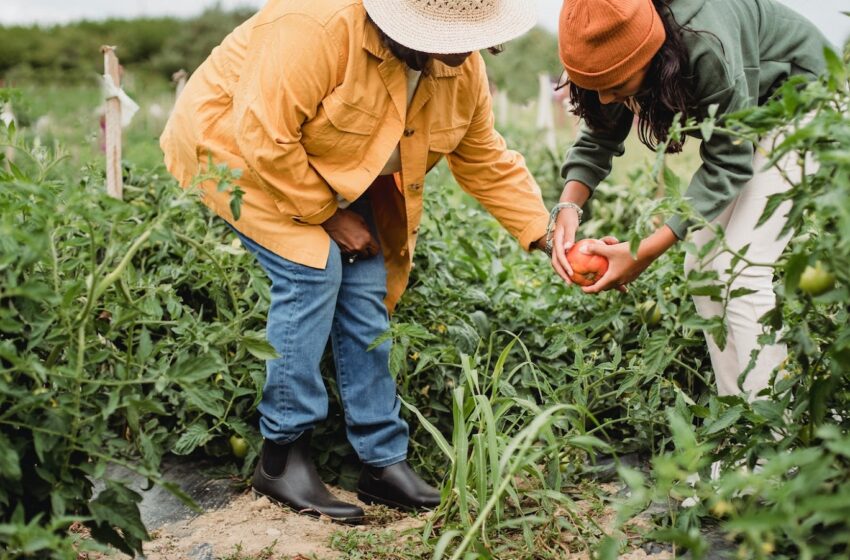 Is Plant Food the Same as Fertilizer? Here’s What You Need to Know