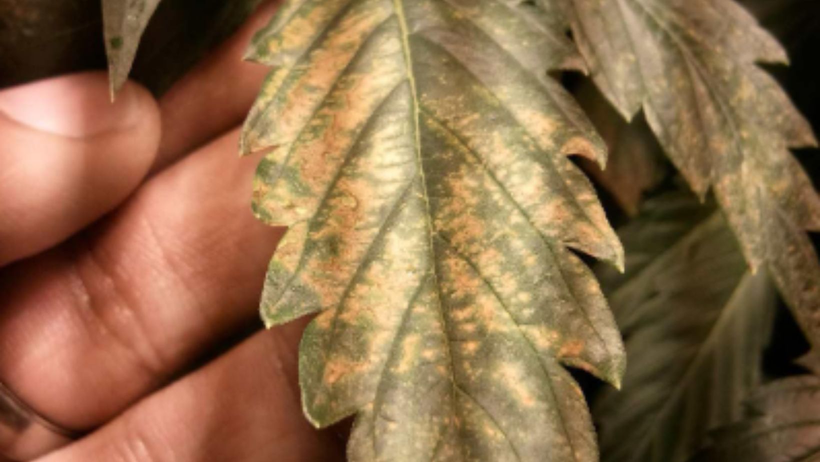 pH Imbalance in a Cannabis Leaf