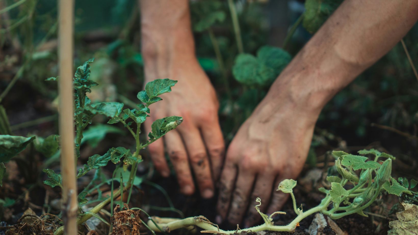 Picture of a person pruning a plant