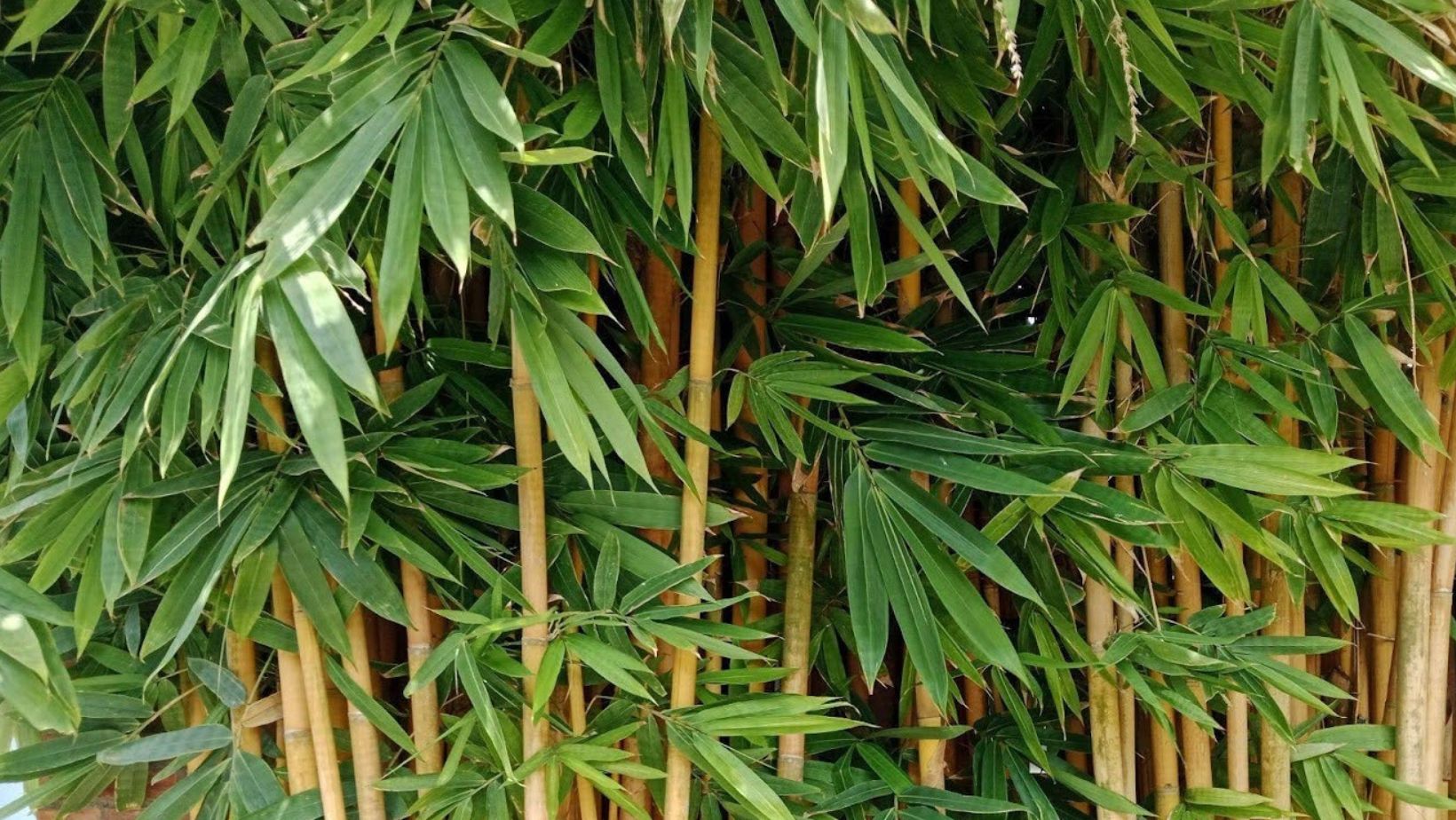 Close-up photo of yellow bamboo culms growing quickly in a sunny garden, illustrating how fast bamboo grows in ideal conditions.