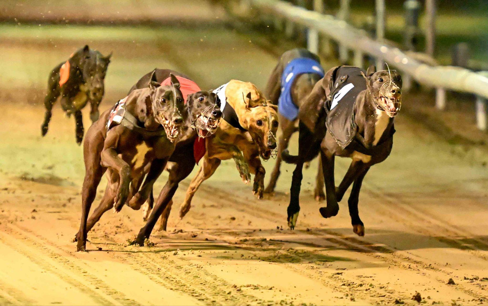 Irish Greyhound Derby